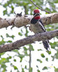 Red naped Sapsucker 3506